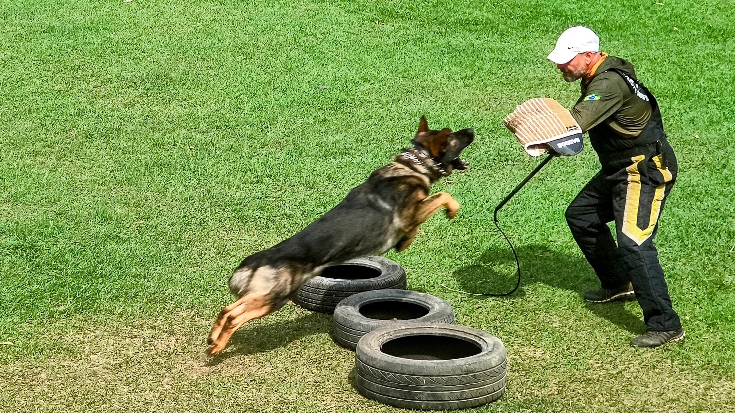 Cão e figurante durante treino de proteção esportiva